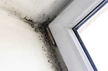 Mold Services