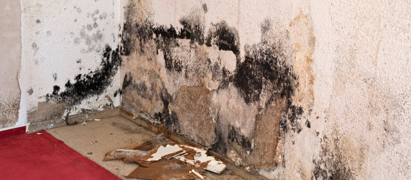 Mold Services in Arlington Heights, Illinois