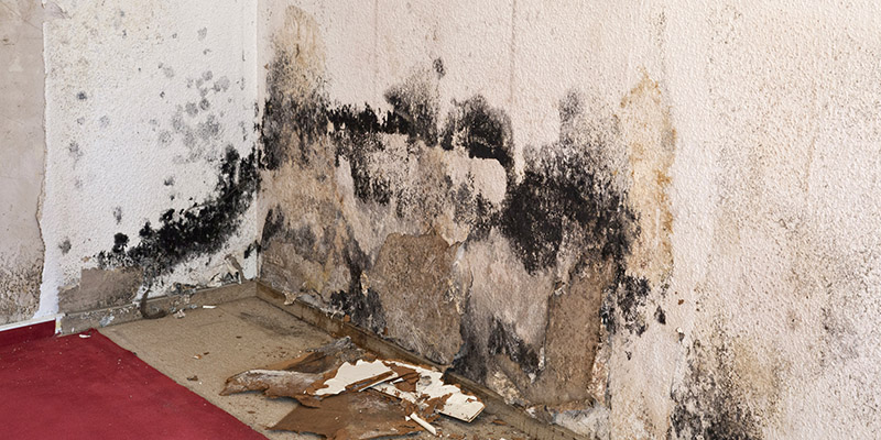 Basement Mold Removal in Naperville, Illinois
