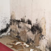 Mold Services in Elmhurst, IL
