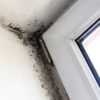 Mold Inspection in Elmhurst, Illinois