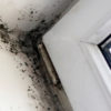 Mold Inspection in Elmhurst, Illinois