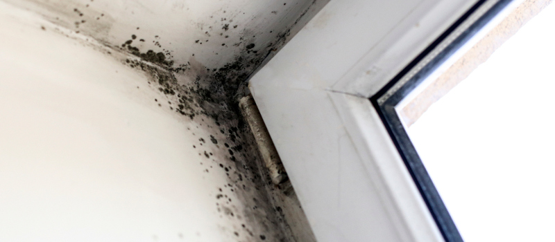 Mold Inspection in Elmhurst, Illinois