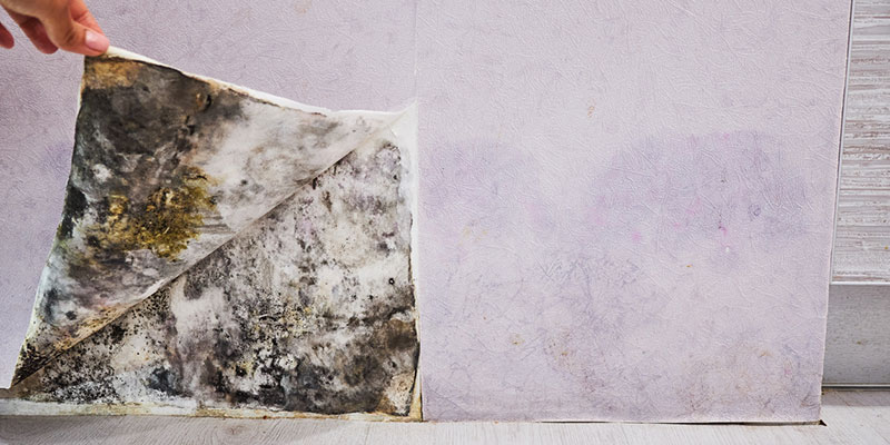 Why You Need to Let the Professionals Take Care of Mold Removal