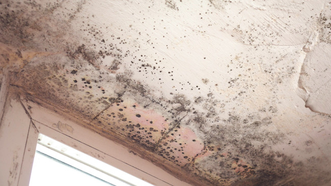 Attic Mold Removal in Arlington Heights, Illinois