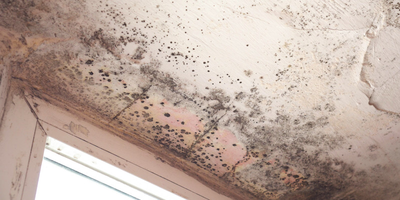 Attic Mold Removal in Arlington Heights, Illinois