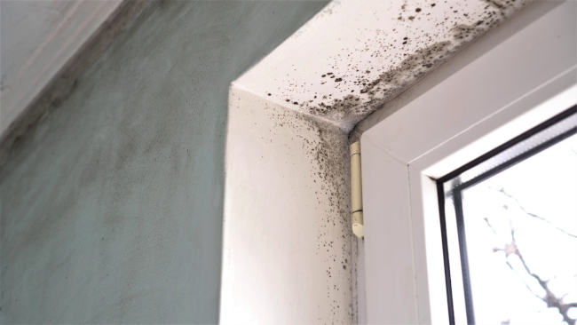 When is Mold Remediation Required?