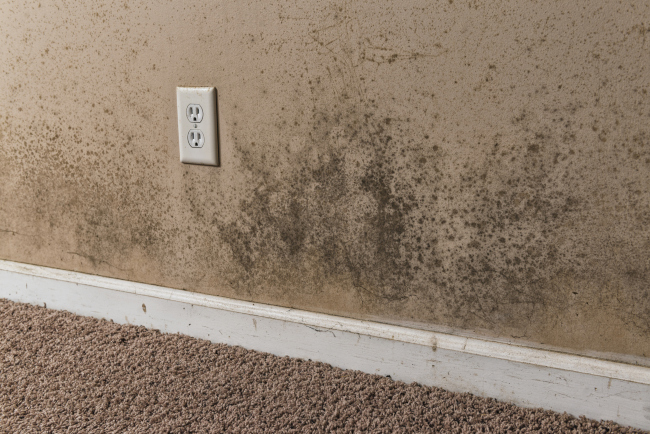 When to Get a Mold Inspection