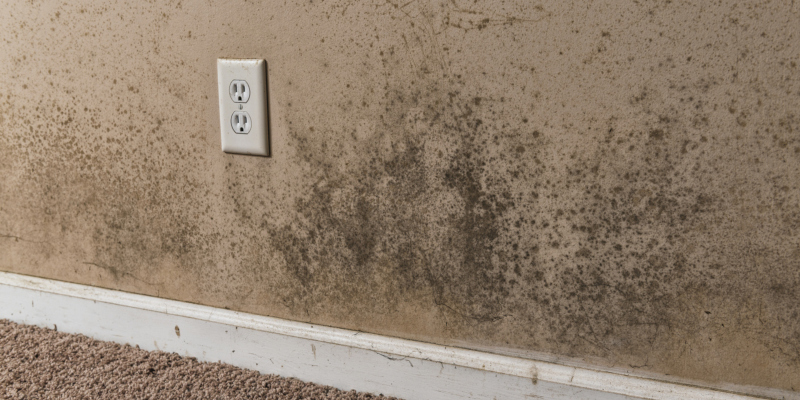 it is important to conduct a mold inspection regularly
