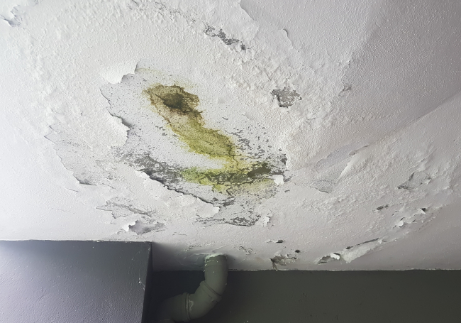What You Need To Know About Mold Services