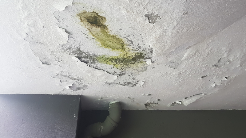 What You Need To Know About Mold Services