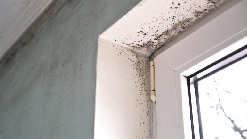 The Dos and Don’ts of Mold Removal