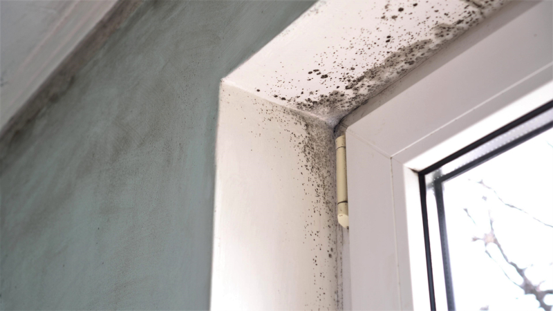 What to Expect from Professional Mold Remediation