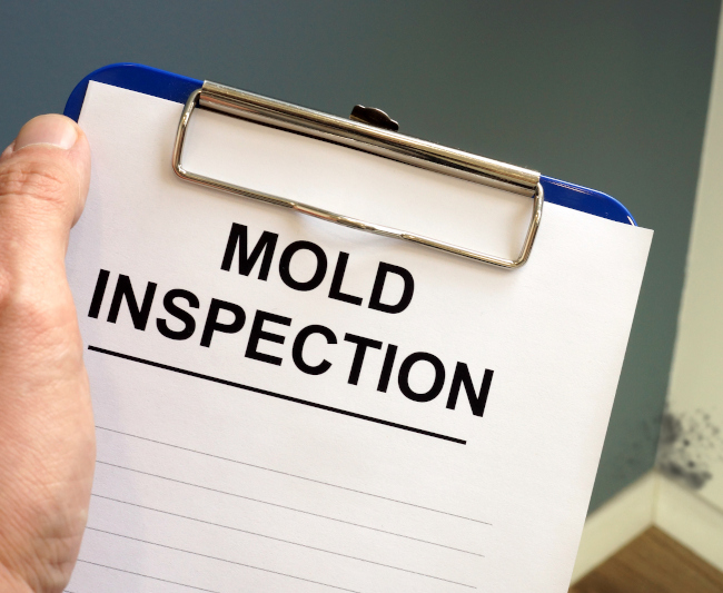 Four Times When You Need a Mold Inspection