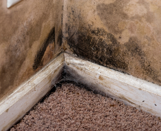 Three Reasons Mold Removal Should Be Professionally Done