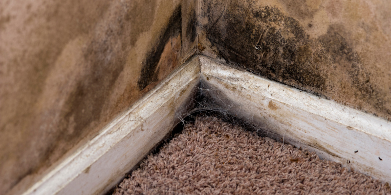 Three Reasons Mold Removal Should Be Professionally Done