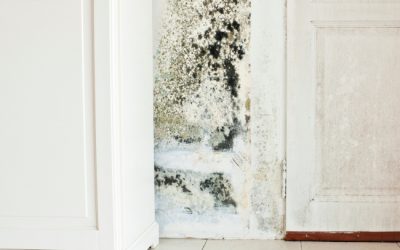 Top Signs You Need Mold Removal