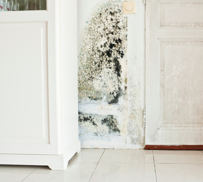 Top Signs You Need Mold Removal