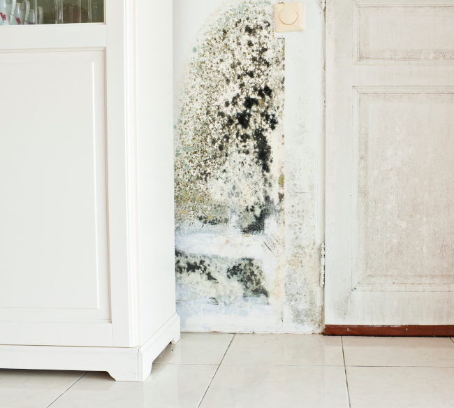 Why Basement Mold Removal is So Important