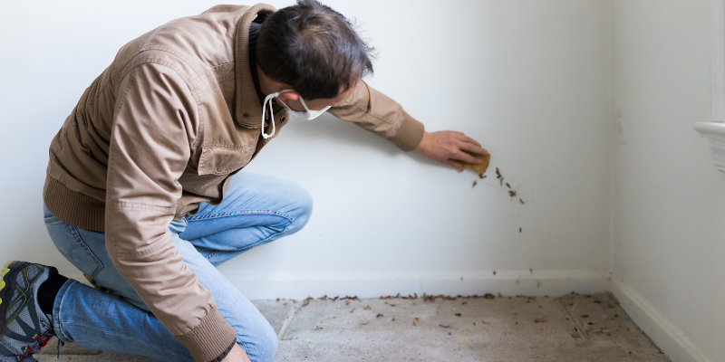 What to Expect During Your Mold Inspection