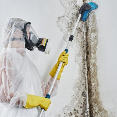 Mold Removal: Everything You Need to Know