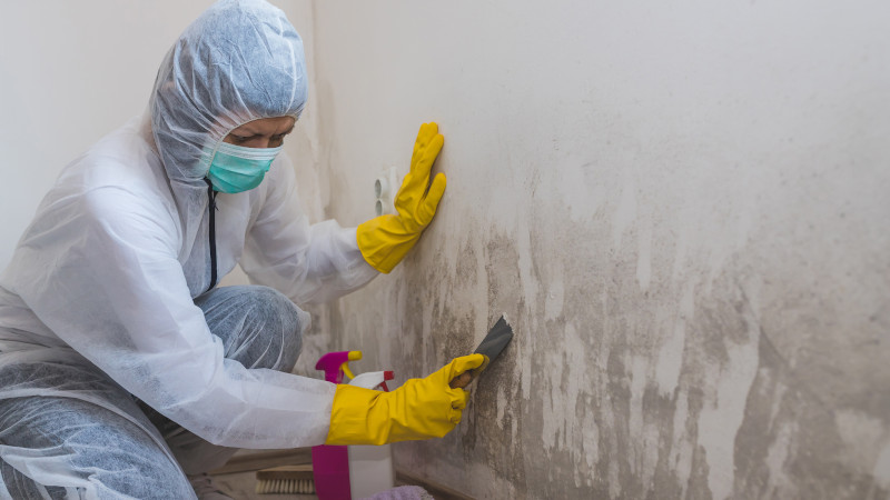 Are DIY Mold Removal Products Good Enough for your Mold Problem?