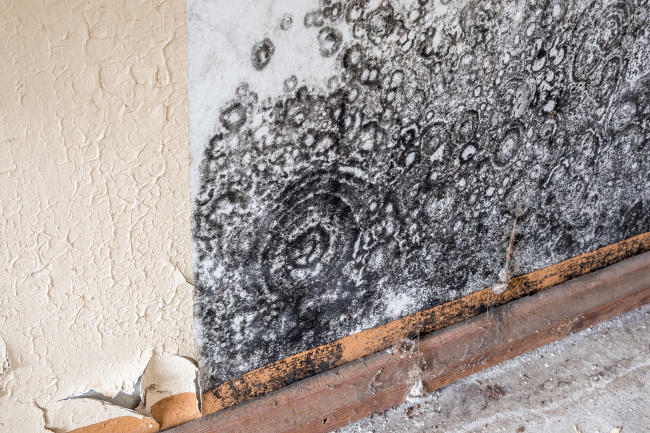 A Common Problem: Needing Basement Mold Remediation
