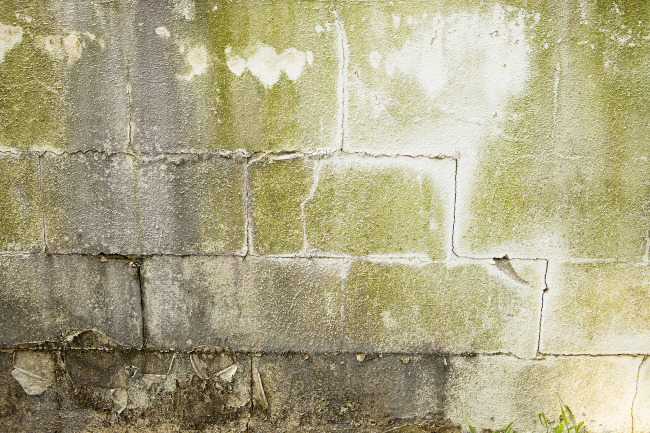 Should You Tackle Basement Mold Removal Yourself?