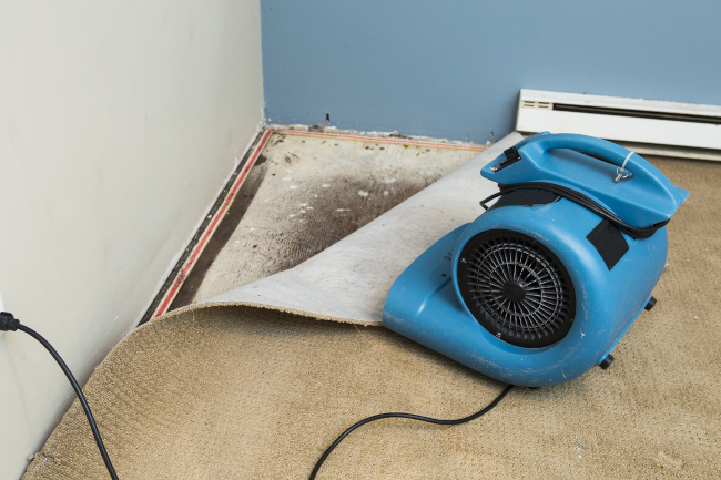 What to Throw Out During Mold Remediation