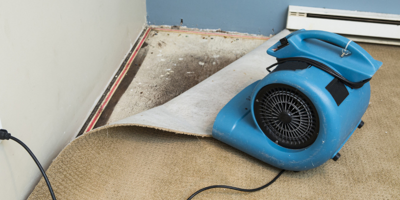 What to Throw Out During Mold Remediation