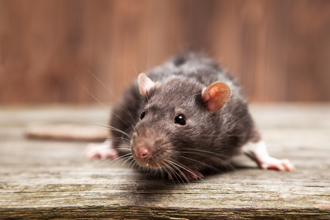 4 Reasons You Shouldn’t Do Insulation Removal Yourself