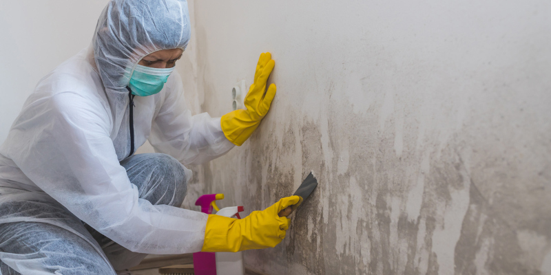 Three Steps to Proper Mold Removal