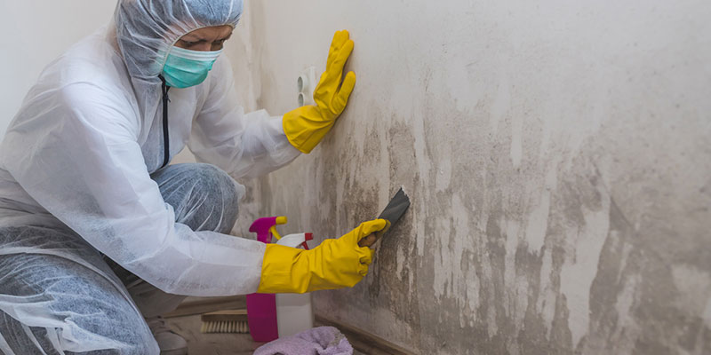 Make Your Home a Safer Space with Mold Remediation