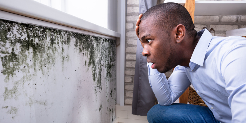 How to Do a Mold Inspection