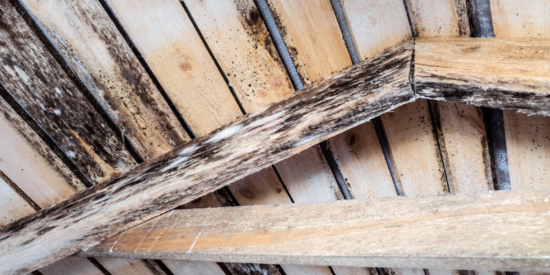 How to Tell if You Need Attic Mold Remediation