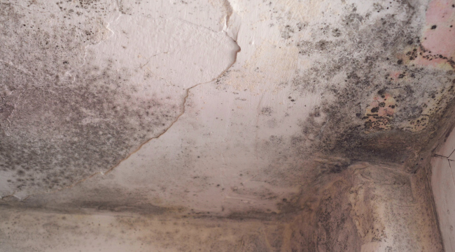 How Basement Mold Removal Works