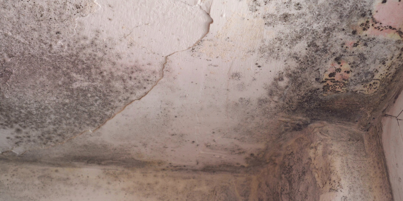 How Basement Mold Removal Works