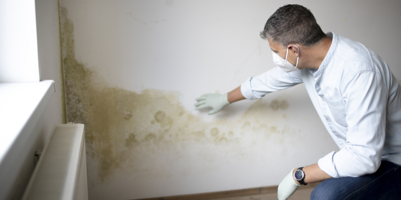 A Guide to Our Mold Services