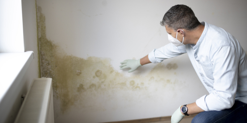 How to Prepare for a Mold Inspection