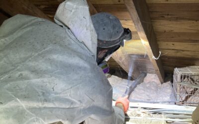 Springtime Mold Problems and How to Fix Them