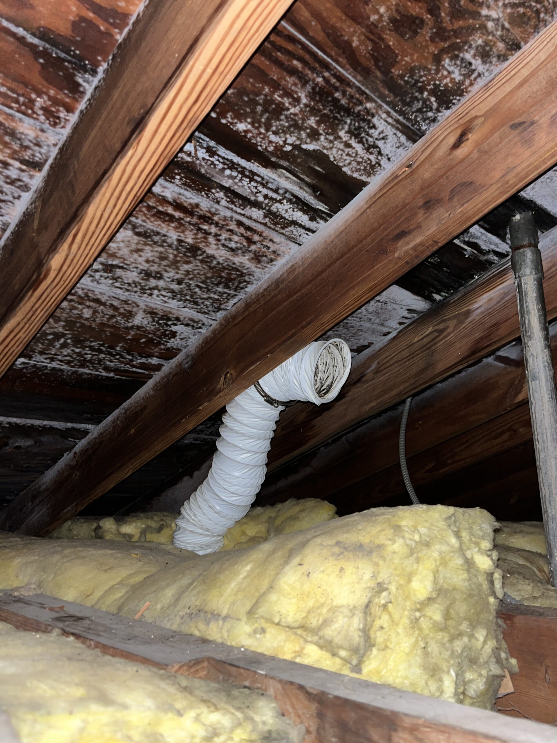 How Do You Get Rid of Mold in the Attic? Everything Homeowners Should Know