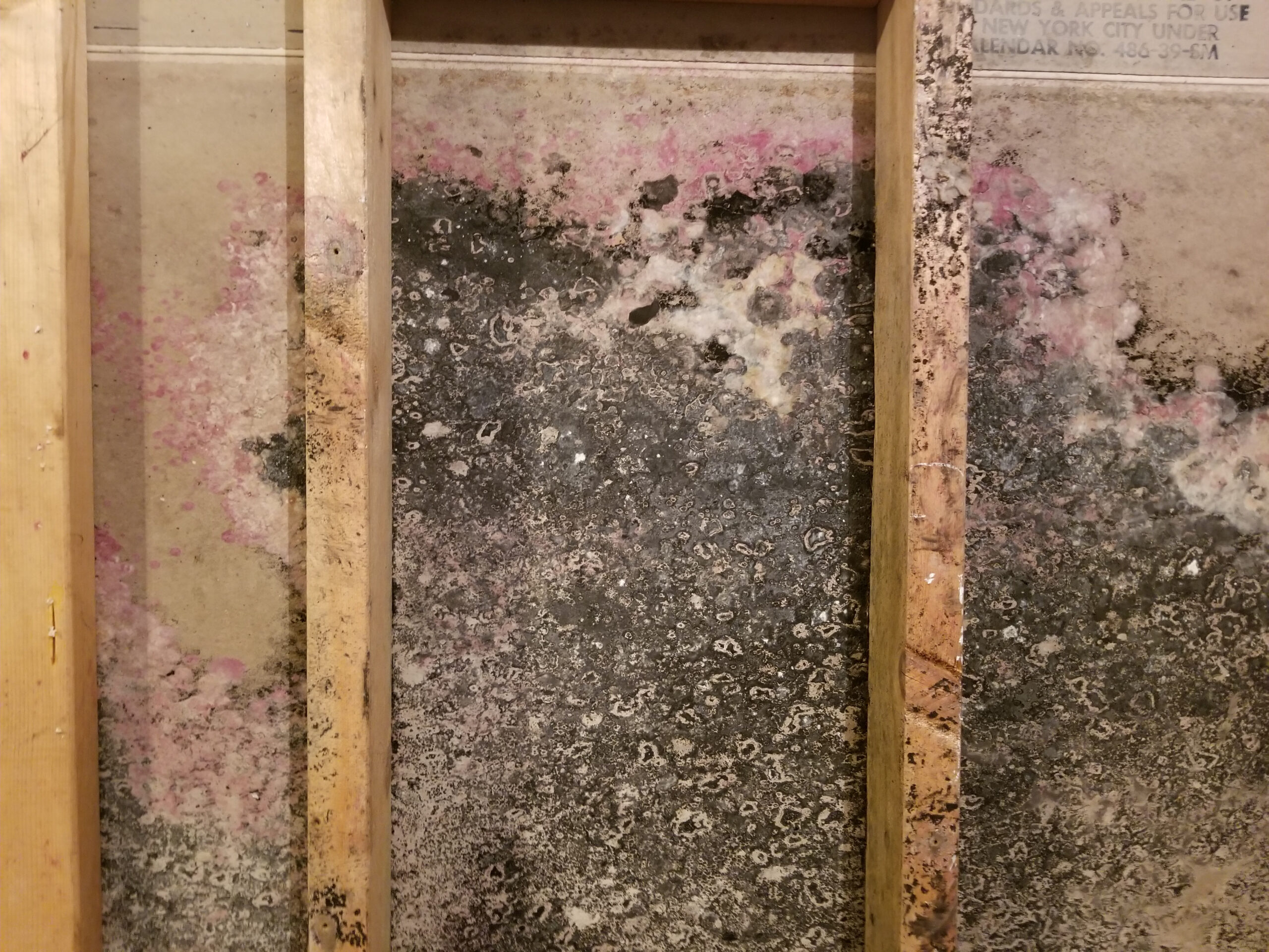 Mold in Basements During Illinois Winters: What Naperville Homeowners Need to Know